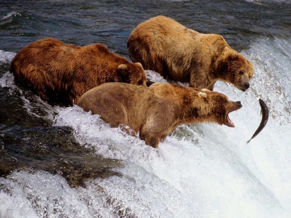 Canon принтеры и МФУ.  Выгодно купить.